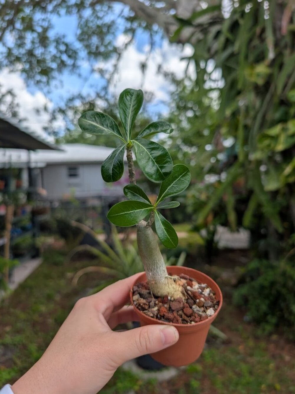 Adenium 'Desert Rose' 3 inch Multi Branch Starter Plants - Picture 2 of 3
